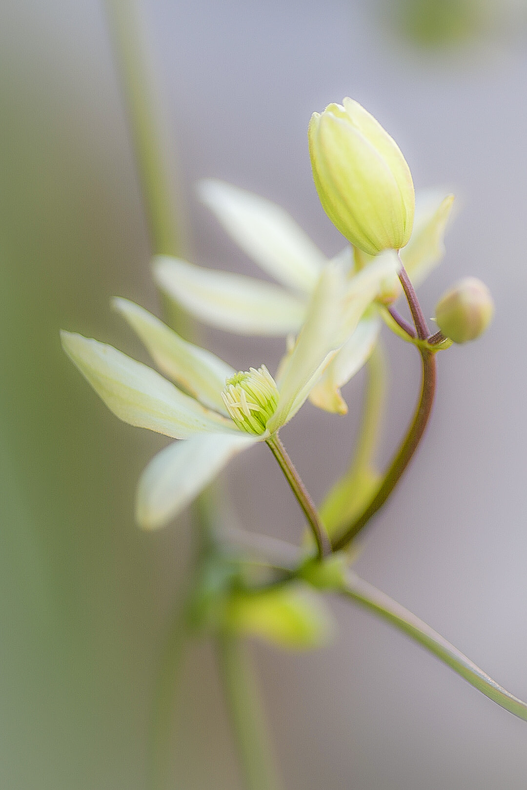 Clematis Armand Flower